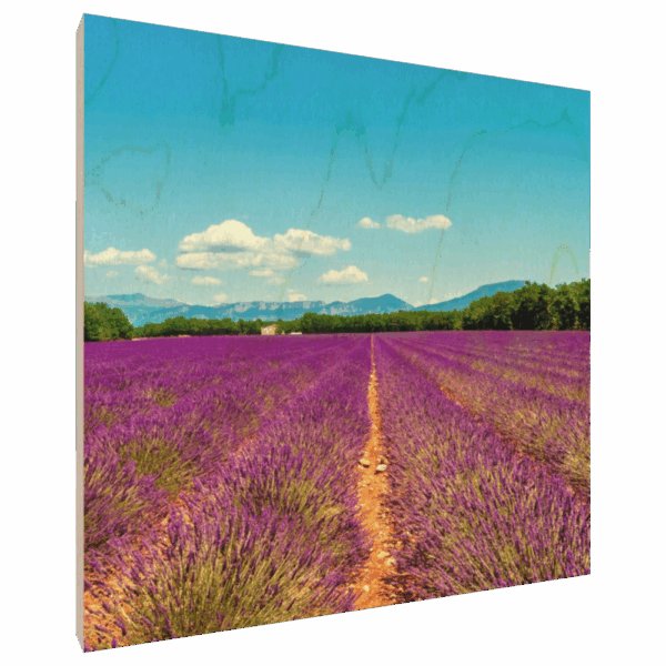 Lavendelfeld - Fotodruck auf Holz 10x10cm